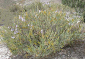 Cespuglio di salvia