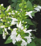 Salvia officinalis albiflora
