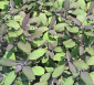 Salvia officinalis purpurascen