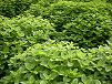 Cespuglio melissa officinalis