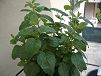 Pianta melissa officinalis