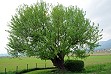 Esemplare albero gelso