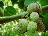 Frutti gelso bianco