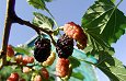 Frutti gelso nero