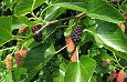 Gelso comune - Morus Alba