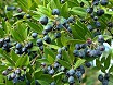 Bacche di mirto