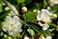 Fiori mirto