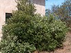 Specie Myrtus Communis