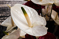 Anthurium bianco