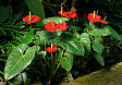 Pianta anthurium