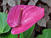 Anthurium fiore rosa