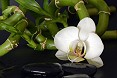 Bambù e orchidea