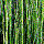 Pianta bambu
