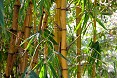 Canne bambu o bamboo