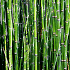 Il bambu' o bamboo