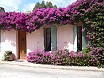 Bouganville decorazioni case