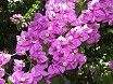 Fiori di Bouganville