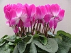 Fiori ciclamini rosa