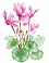 Pianta e fiori ciclamini
