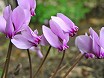 Ciclamini hederifolium