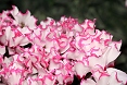Ciclamini persicum