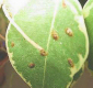 Cocciniglia farinosa malattia gardenia
