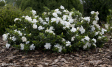Gardenia