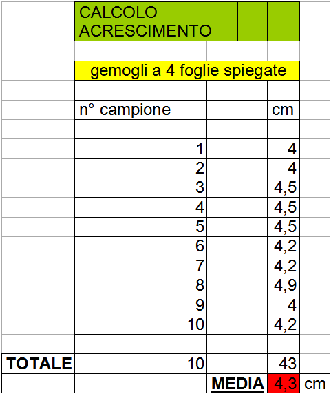 Calcolo accrescimento germogli Giuggiolo a 4 foglie