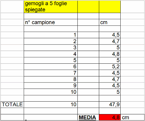 Germogli 5 foglie Giuggiolo