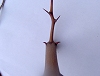Coppia spine nodo Giuggiolo
