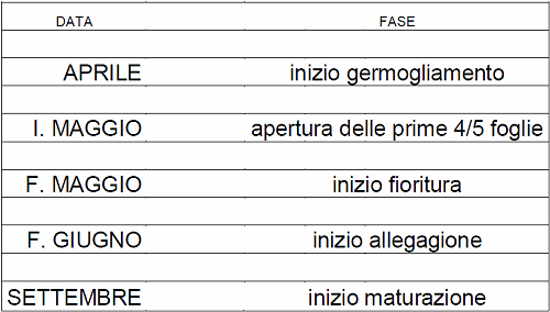 Fasi fenologiche Giuggiolo