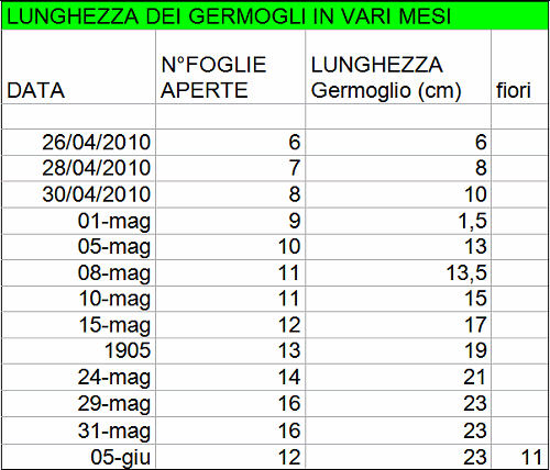 Lunghezza germogli Giuggiolo
