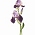 Fiore Iris