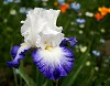 Iris blu e bianco
