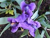 Iris pumila