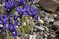 Specie iris reticulata