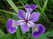 Fiore iris