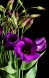Pianta lisianthus