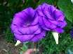 Fiori lisianthus