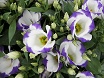 Peonie fiori lisianthus sfumati