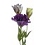 Pianta e fiori Lisianthus o Eustome