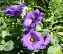 Specie differenti lisianthus