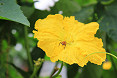 Fiore giallo luffa