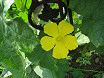 Fiore e foglie luffa