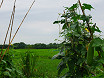 Pianta di luffa