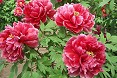 Peonie fiori rossi