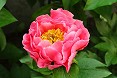 Fiore peonia rosa