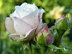 Rosa bianca