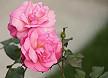 Fiore rosa canina