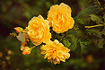 Rose gialle